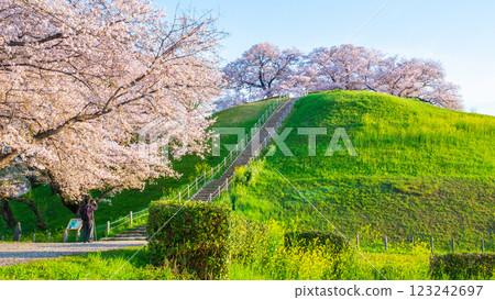 Marugameyama古墳（Sakitama Mound Tomb Park）的櫻花 123242697
