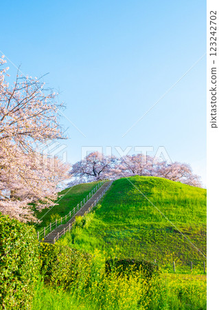 Cherry blossoms of the Marugameyama ancient burial mound (Sakitama Mound Tomb Park) Cherry blossoms of the Marugameyama ancient burial mound (Sakitama Mound Tomb Park) 123242702
