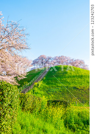 Cherry blossoms of the Marugameyama ancient burial mound (Sakitama Mound Tomb Park) 123242703