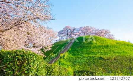 Marugameyama古墳(Sakitama Mound Tomb Park)的櫻花 Marugameyama古墳(Sakitama Mound Tomb Park)的櫻花 123242707