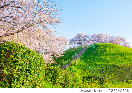 Cherry blossoms of the Marugameyama ancient burial mound (Sakitama Mound Tomb Park) 123242708