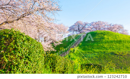 Cherry blossoms of the Marugameyama ancient burial mound (Sakitama Mound Tomb Park) 123242710