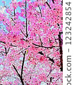 Cherry Blossoms   123242854