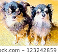 Recommended Chihuahua 123242859