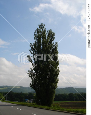 肯和瑪麗在美瑛的土地上生長的樹 肯和瑪麗在美瑛的土地上生長的樹 123242866