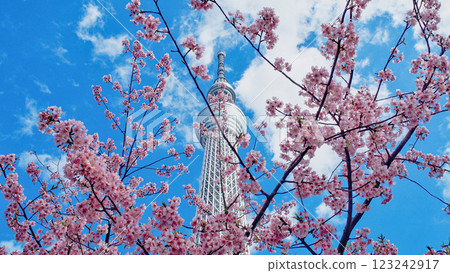 藍天白雲下的東京晴空塔與櫻花 123242917