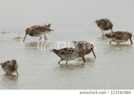 Animals, Wild Birds, Common Snipe, in the middle of migration? A flock of about 40 birds foraging in an open rice field in the middle of the day on Ishigaki Island in early winter 123242966