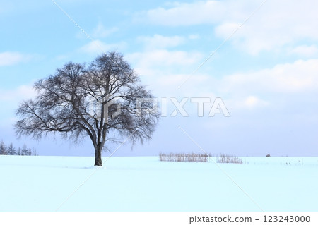 Winter in Hokkaido: A large Japanese elm tree standing in a snowy field Winter in Hokkaido: A large Japanese elm tree standing in a snowy field 123243000