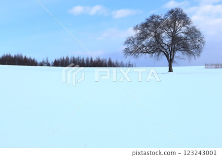 Winter in Hokkaido: Japanese elm tree standing in a snowy field. There's a lot of snow. Winter in Hokkaido: Japanese elm tree standing in a snowy field. There's a lot of snow. 123243001