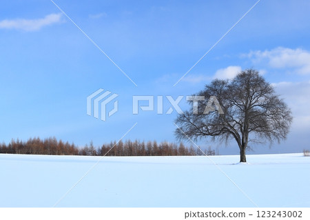 Winter in Hokkaido: Japanese elm tree standing in a snowy field, lots of sky Winter in Hokkaido: Japanese elm tree standing in a snowy field, lots of sky 123243002