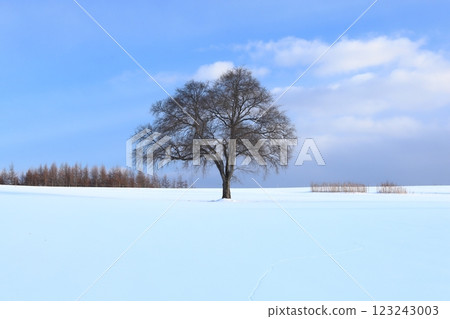 北海道的冬天：一棵日本榆樹矗立在雪原上。 123243003