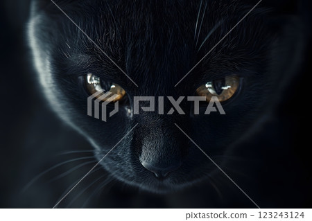 A mysterious black cat gazing with intense confidence through captivating eyes. Animal portrait concept A mysterious black cat gazing with intense confidence through captivating eyes. Animal portrait concept 123243124