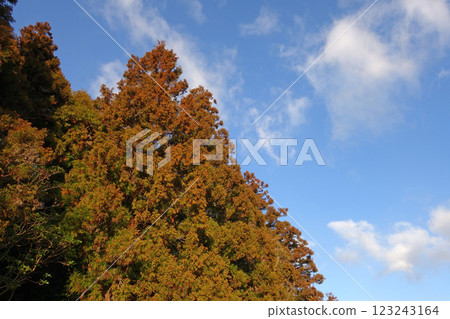 [Hay fever image material] Cedar tree just before pollen dispersion 123243164