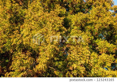 [Hay fever image material] Cedar tree just before pollen dispersion 123243165