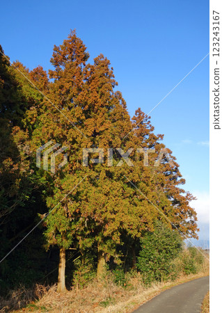 [Hay fever image material] Cedar tree just before pollen dispersion 123243167