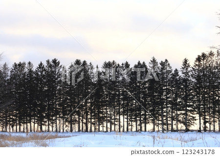 北海道的冬天：傍晚的防風林 123243178