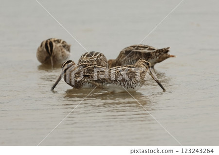 Living creatures, wild birds, Common snipe, a wild bird of the Charadriiformes, Scolopacidae family. Its body color is a camouflage, and you won't notice its presence in the dead grass at all. 123243264
