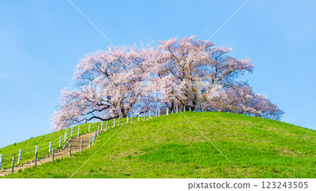 Marugameyama古墳（Sakitama Mound Tomb Park）的櫻花 123243505