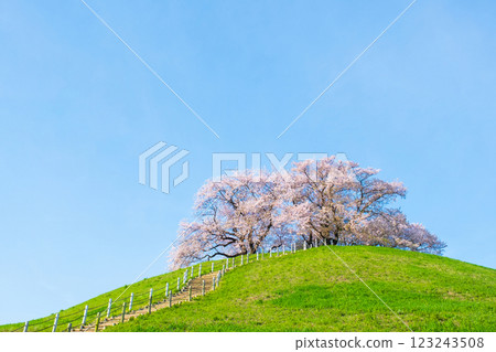 Marugameyama古墳（Sakitama Mound Tomb Park）的櫻花 123243508