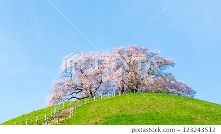 Marugameyama古墳（Sakitama Mound Tomb Park）的櫻花 123243512