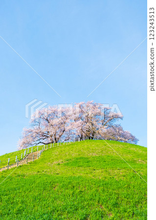 Marugameyama古墳（Sakitama Mound Tomb Park）的櫻花 123243513