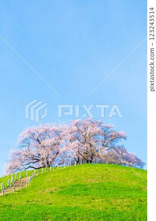 Marugameyama古墳（Sakitama Mound Tomb Park）的櫻花 123243514