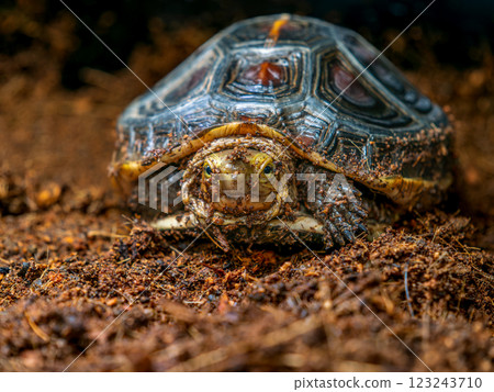 Close-up of a Yellow-spotted Box Turtle 123243710