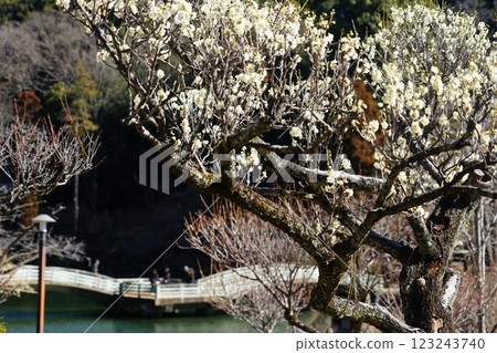 Plum blossoms in Yakushiike Park in Machida, Tokyo 123243740