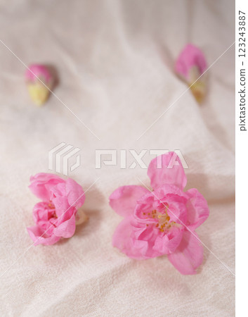 Cherry blossom with bright white background. sign of spring. 123243887