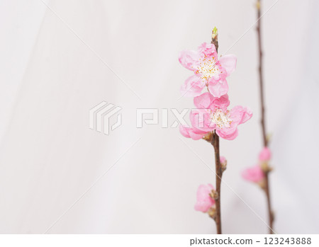 Cherry blossom with bright white background. sign of spring. 123243888