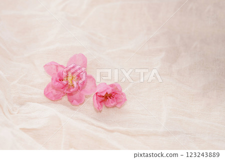 Cherry blossom with bright white background. sign of spring. 123243889