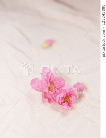 Cherry blossom with bright white background. sign of spring. 123243890