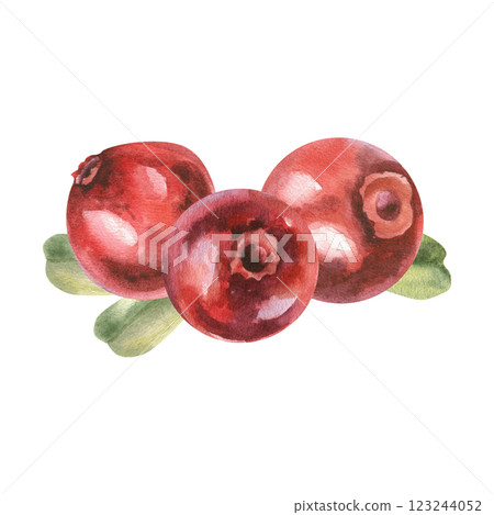 Cowberries with green leaves watercolor arrangement. hand drawn cranberry illustration clipart, fresh organic forest berries , healthy vitamin food drawing for medicine,product packing, label, logo Cowberries with green leaves watercolor arrangement. hand drawn cranberry illustration clipart, fresh organic forest berries , healthy vitamin food drawing for medicine,product packing, label, logo 123244052