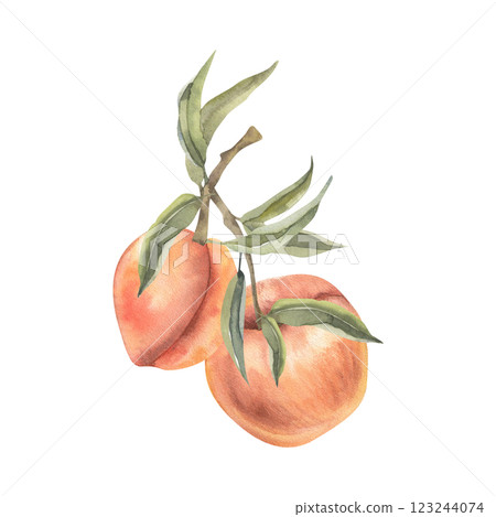 Orange peach branch with leaves watercolor illustration. Isolated exotic fruits clipart, apricot painting, botanical food for product packing,wallpaper, seasonal menu design Orange peach branch with leaves watercolor illustration. Isolated exotic fruits clipart, apricot painting, botanical food for product packing,wallpaper, seasonal menu design 123244074