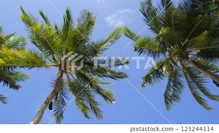 Palm trees shining in the blue sky 123244114