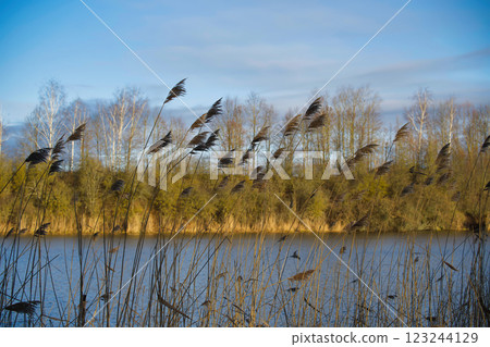 Golden reeds sway gently along the tranquil lakeside, reflecting the soft light of the sky. 123244129