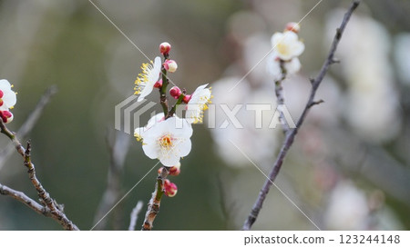 The white plum blossoms blooming in Koishikawa Korakuen are Shirakaga The white plum blossoms blooming in Koishikawa Korakuen are Shirakaga 123244148