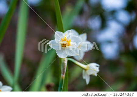 Double-flowered daffodils peeking out from the bank 123244387