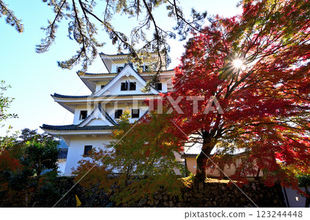 美濃國、郡上八幡城、「天守閣著火了」、藍天和秋葉 美濃國、郡上八幡城、「天守閣著火了」、藍天和秋葉 123244448