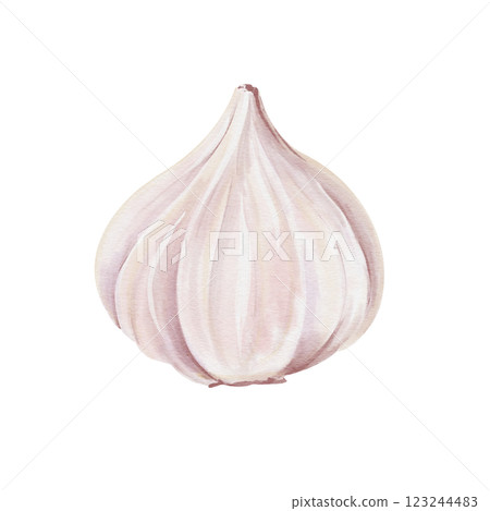 Garlic tuber side view. White vegetable. Seasoning and spice for food. Watercolor illustration isolated from background. Realistic style. Pastel colors. For making compositions with food.  123244483