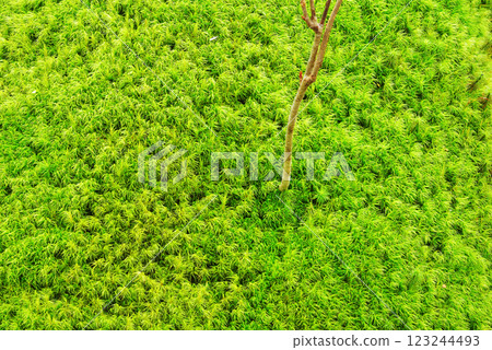 檜葉金發蘚 123244493