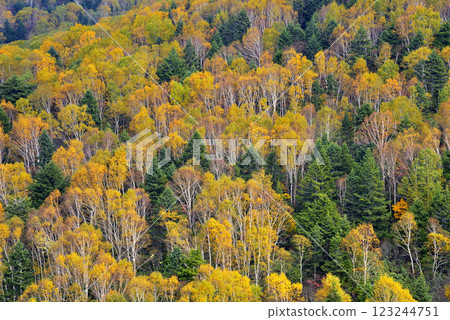 Shiga Kogen highlights Shiga Kogen highlights 123244751