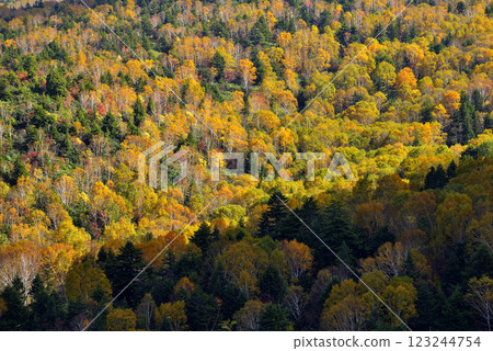 Shiga Kogen highlights 123244754