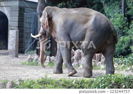 大象 橫濱動物園 Zoorasia 大象 橫濱動物園 Zoorasia 123244757