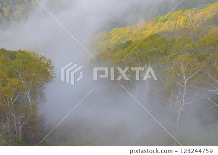 Shiga Kogen highlights Shiga Kogen highlights 123244759