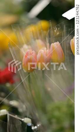 Cute tulip flowers 123244762