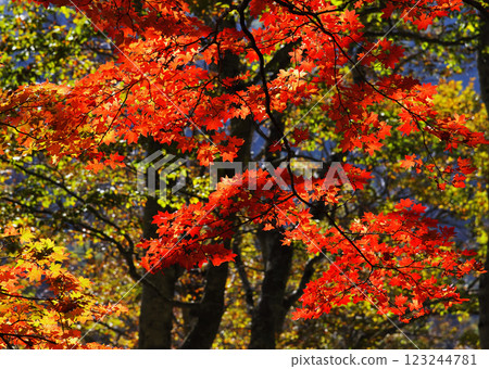 Shiga Kogen highlights Shiga Kogen highlights 123244781