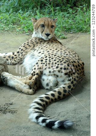 豹 橫濱動物園 Zoorasia 123244789