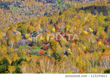Shiga Kogen highlights Shiga Kogen highlights 123244821