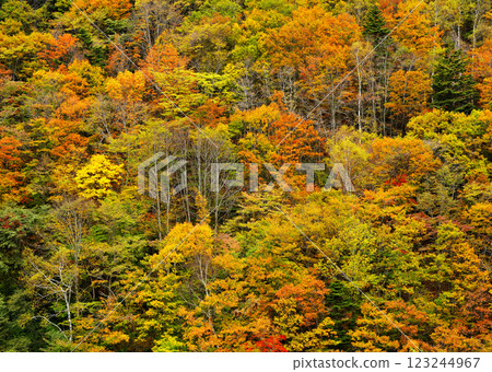 志賀高原亮點 123244967